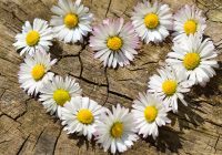 column-wedding-anniversary-2nd-year-main-v01
